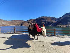 Epic Sikkim Silk Route Adventure | 4-Day Gangtok & Zuluk Tour